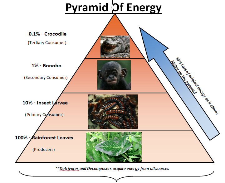 ENVIRONMENT UPSCFEVER   Pyramid Of Energy 